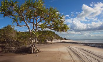 a tree and car tracks in a beach on the remote side of K'Gari Fraser island 1 day experience