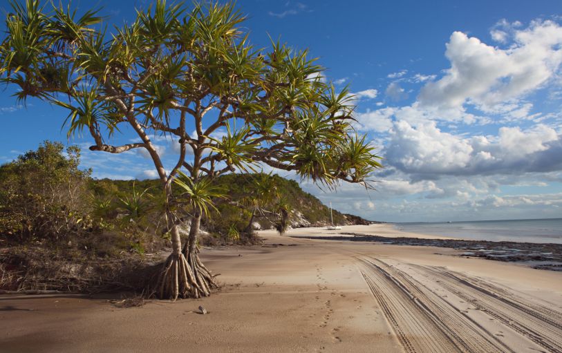 a tree and car tracks in a beach on the remote side of K'Gari Fraser island 1 day experience