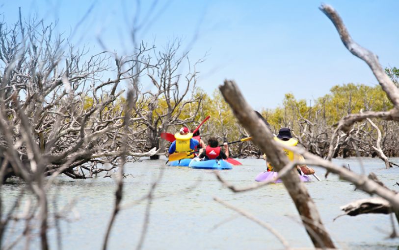 a tree and car tracks in a beach on the remote side of K'Gari Fraser island 1 day experience