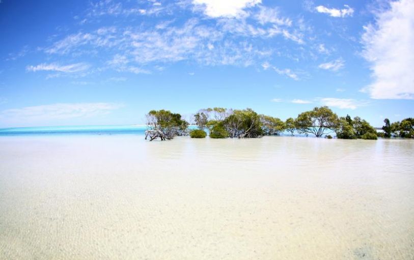 a tree and car tracks in a beach on the remote side of K'Gari Fraser island 1 day experience