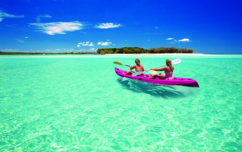 a tree and car tracks in a beach on the remote side of K'Gari Fraser island 1 day experience
