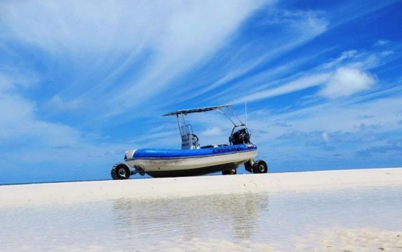 a tree and car tracks in a beach on the remote side of K'Gari Fraser island 1 day experience