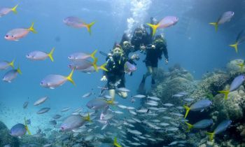Three scuba divers under the water beside coral reef swimming through a school of fish