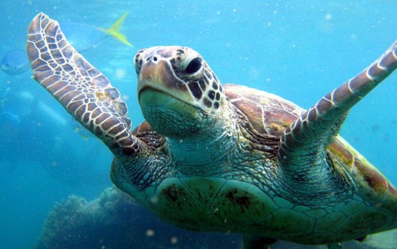 A backpacker swimming in The White sundays Australia