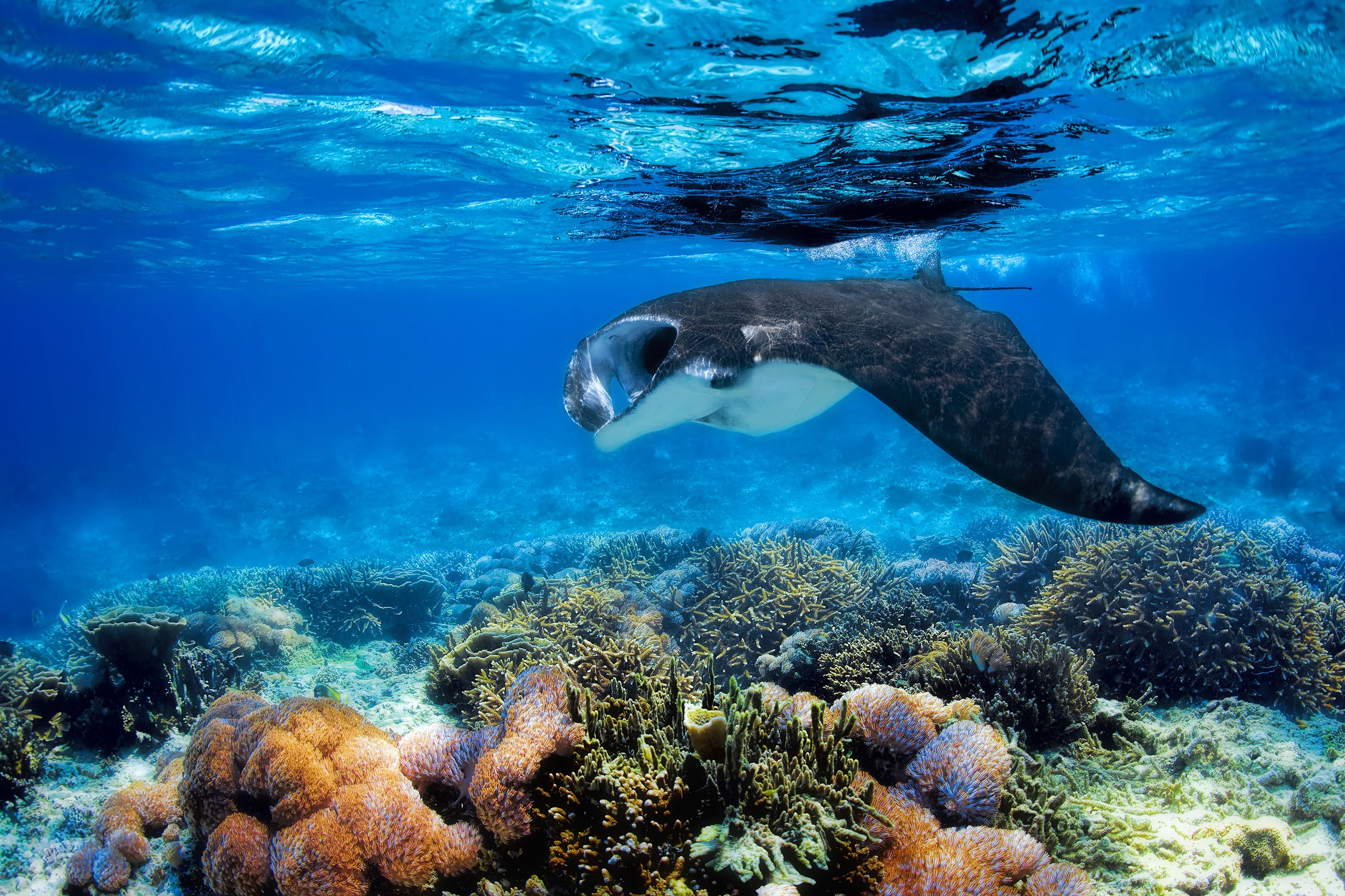 Image in Manta Ray swimming in sea in Fiji