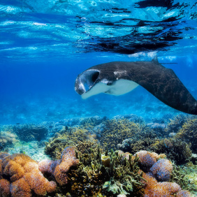 Manta ray swimming in the sea and coral reef in Fiji