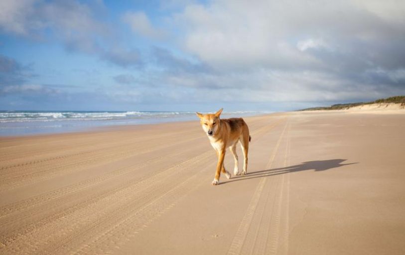 Backpackers on the East Coast in Bounce Noosa hostel enjoying the pool