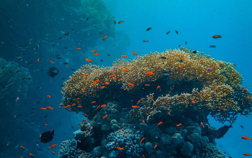 Three scuba divers under the water beside coral reef swimming through a school of fish