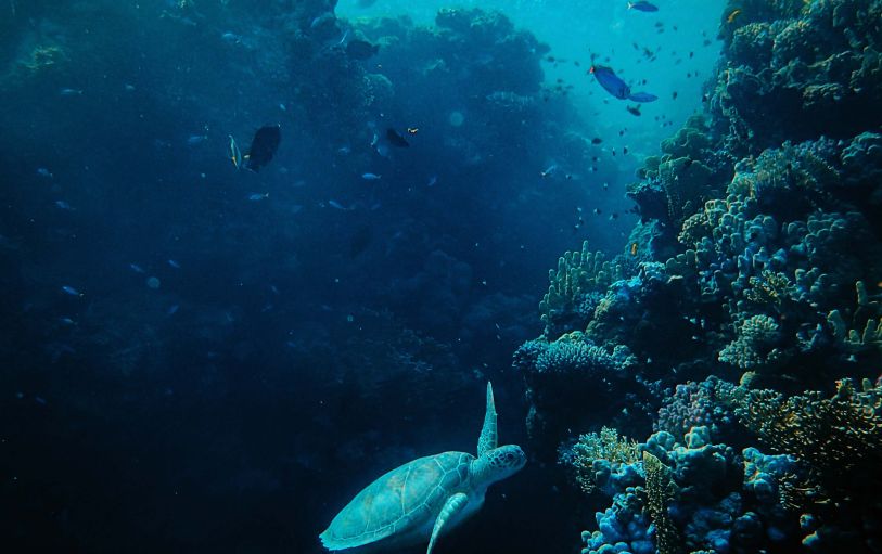 Three scuba divers under the water beside coral reef swimming through a school of fish