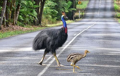 Two cassowarys crossing the road in the daintree rainforest on the Cape Trib connections day tour