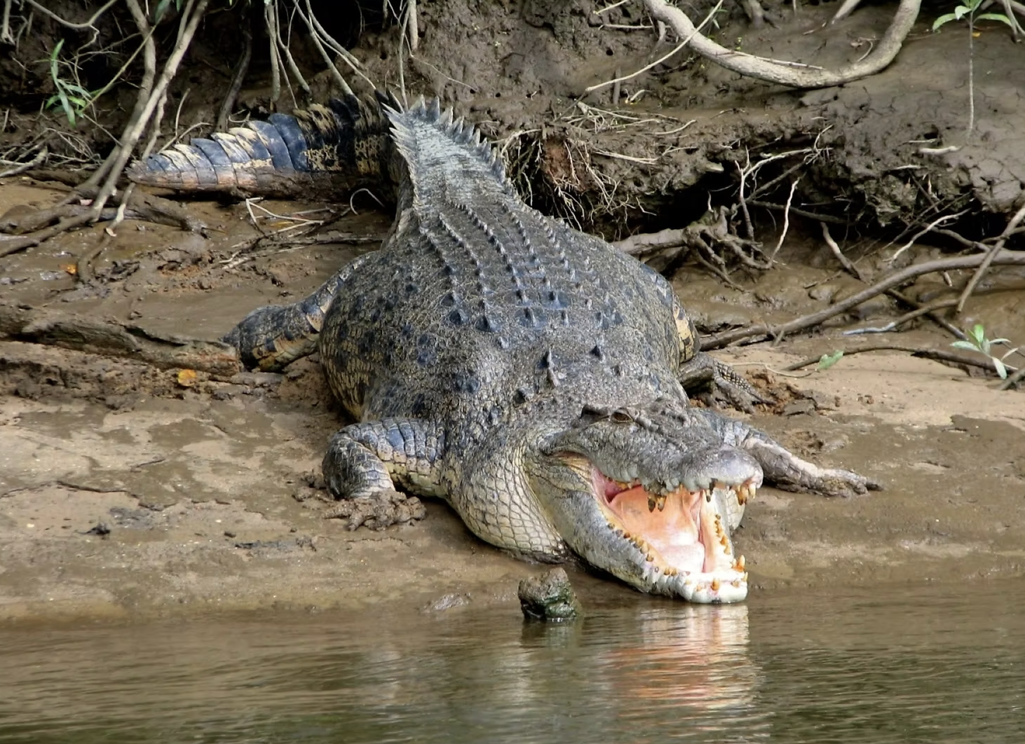 A large salt water crocodile resting on the river bank spotted during the Mossman Gorge and  Daintree tour