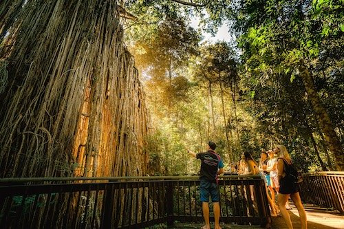 A group of backpakcers at theActive Tropics Rainforest tour in the Daintree Rainforest